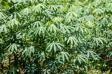 Leaf of Cassava, also called manioc, yuca, balinghoy, mogo, mandioca, kamoteng kahoy, tapioca and manioc root, a woody shrub of the Euphorbiaceae family native to South America.