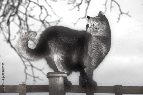 Cats Wallpaper Murals Buy Online At Europosters Page 6
