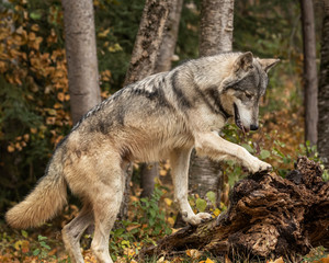  Tundra Wolf Roman Triple D in Fall colors