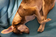 © Calvin J. Copeland - small dog sleeping in adorable pose