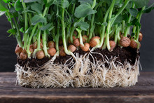 Growing Pea Sprouts In Black Soil. Healthy Eating,vegeterian Concept
