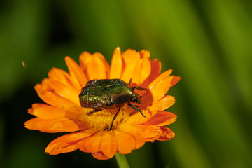 green bug on an orange flower  with raindrops in macro