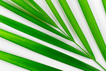 Close-up of tropical plant leaf on white background