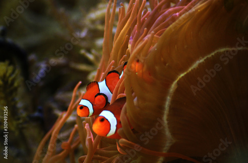 Cuadros en Lienzo Clown Fish from the famous Disney Pixar movie Finding Nemo