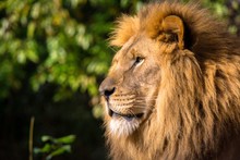 Closeup Of The Side Profile Of A Lion In Pittsburgh Surrounded By Greenery With A Blurry Background