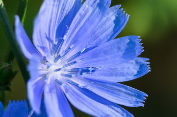 Tiny Blue Flower Proudly Displaying Its Stamen in the Morning Sunshine