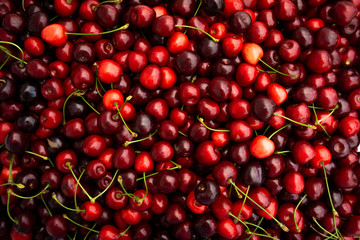 Red Cherries. pile of ripe cherries with stalks.