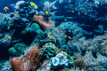 Colorful Underwater Offshore Rocky Reef With Coral And Sponges And Small Tropical Fish Swimming By In A Blue Ocean