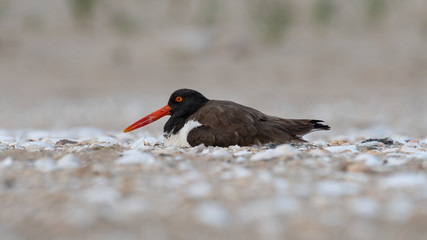 Wall Mural - an american oystercatcher incubating eggs on a beach.