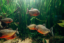 Freshwater Aquarium Fish, The Red Bellied Piranha, The Red Piranha
