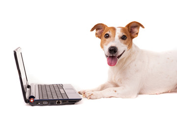 jack russell dog using a computer and browsing the internet