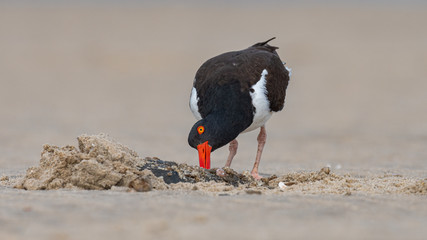 Wall Mural - An American Oystercatcher investigates a Horseshoe Crab.