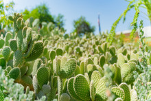 Exterior View Of The Famous Cactus Garden Of Ethel M Chocolate Factory