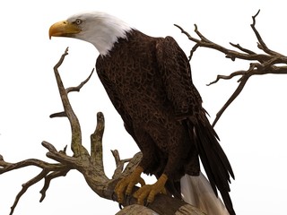 Bald eagle sitting on a tree branch isolated on white 3d illustration