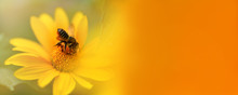 Banner. Bee. Close Up Of A Large Striped Bee Collecting Pollen On A Yellow Flower, On The Right A Blank Space For Inscription. Macro