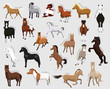 Horse Set Various Kind Identify Cartoon Vector