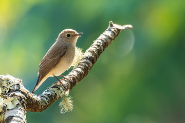 asian brown flycatcher perching on a tree branch looking into a distance