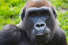 Portrail Of Gorilla With Green Background