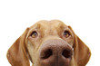 Leinwandbild Motiv close-up curious pointer dog eyes hide. Isolated on white background.