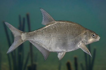 Wall Mural - Freshwater bream fish isolated on natural underwater background