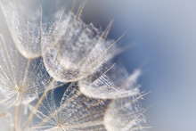 Tragopogon Pratensis. Beautiful Abstract Macro Photo Of A Big Dandelion Seed. Closeup Of Seeds With Umbrellas. Gentle Pastel Blue Floral Background. Misty Blurred Background Of Dandelion Flowers.