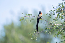 Eastern Paradise-Whydah Perched On A Branch In Kruger National Park, South Africa ; Specie Vidua Paradisaea Family Of Viduidae