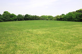 新緑　新緑の芝生広場　新緑の草原　芝生広場　草原