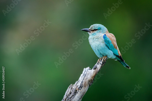 Fotografía European Roller isolated in natural background in Kruger National park, South Af
