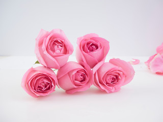 Wall Mural - Pink roses on white background.