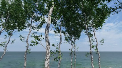 Canvas Print - Birch trees in bright sunshine in summer