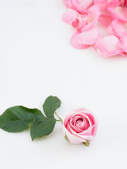 Wall Mural - Single pink rose on white background.