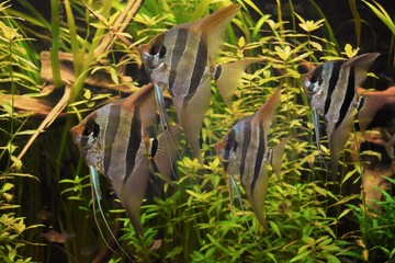 group of scalars swimming in an aquarium