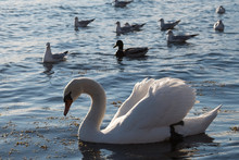 Swans And Duck On The Seashore. White Swans Are Swimming In A Pond.