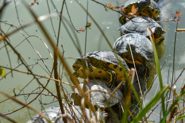 Turtle in the Lake by Morning