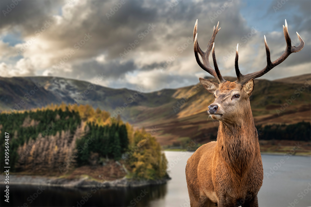 Majestic Autumn Fall landscape of Hawes Water with red deer stag Cervus Elpahus in foreground - obrazy, fototapety, plakaty 