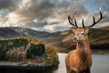 Fototapeta Zwierzęta - Majestic Autumn Fall landscape of Hawes Water with red deer stag Cervus Elpahus in foreground