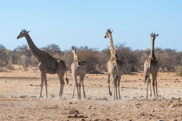 Four Angolan Giraffes - Giraffa giraffa angolensis walking nervously around a waterhole in Etosha national park, Namibia.