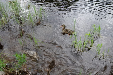 Wild ducks swim on the water near the stone among the young grass.