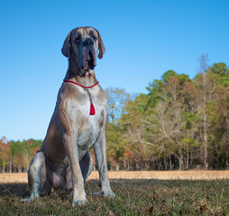 Wall Mural - Lonely looking Great Dane purebred dog