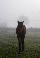 Wall Mural - horse in a misty meadow