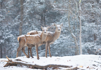 Sticker - Red deer standing in the falling snow in Canada