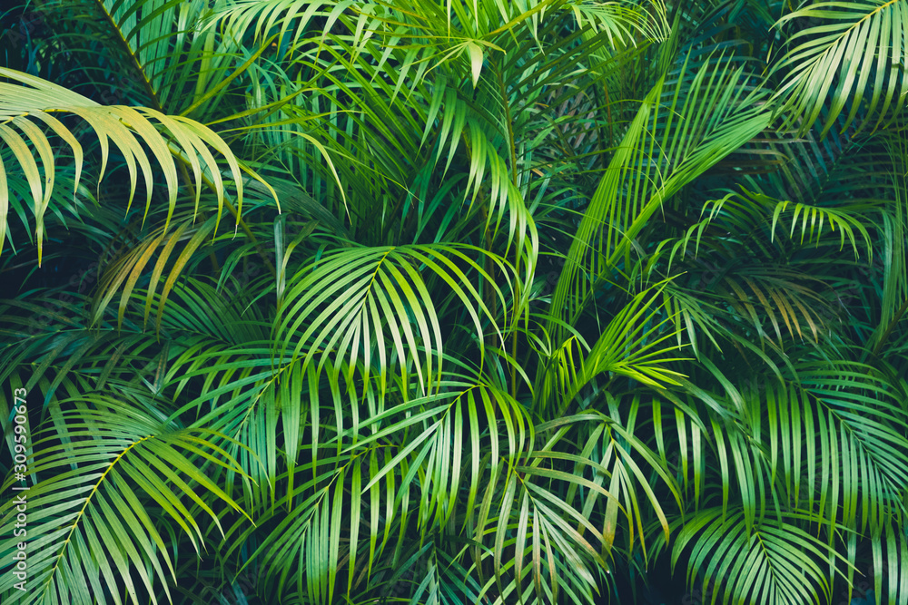 tropical plant backgound - palm tree leaves - obrazy, fototapety, plakaty 