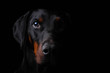 Sinister Portrait of a dobermann staring at you from the darkness
