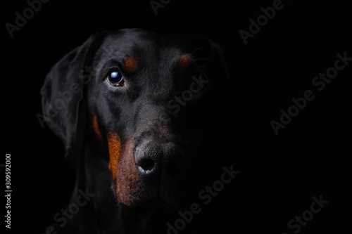 Fotografía Sinister Portrait of a dobermann staring at you from the darkness