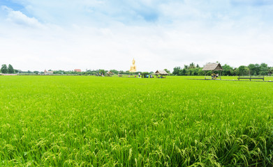 People at beautiful rice field green grass with blue sky, Big Buddha at Wat Muang Angthong, Temple in Thailand.