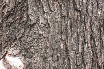 Texture of tree for background