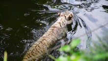 White Tiger Is Swimming The Water, Wild Cat