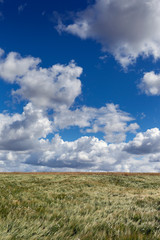 Wall Mural - Clouds above grain fields in summertime.