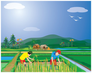 Wall Mural - farmer harvest rice in paddy field vector design