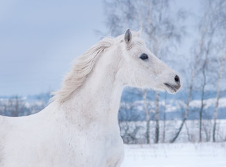 Wall Mural - white arabian horse runs free in winter paddock portrait